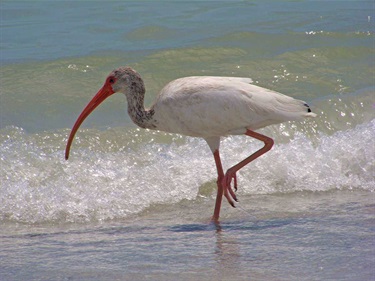 Tigertail Beach Park
